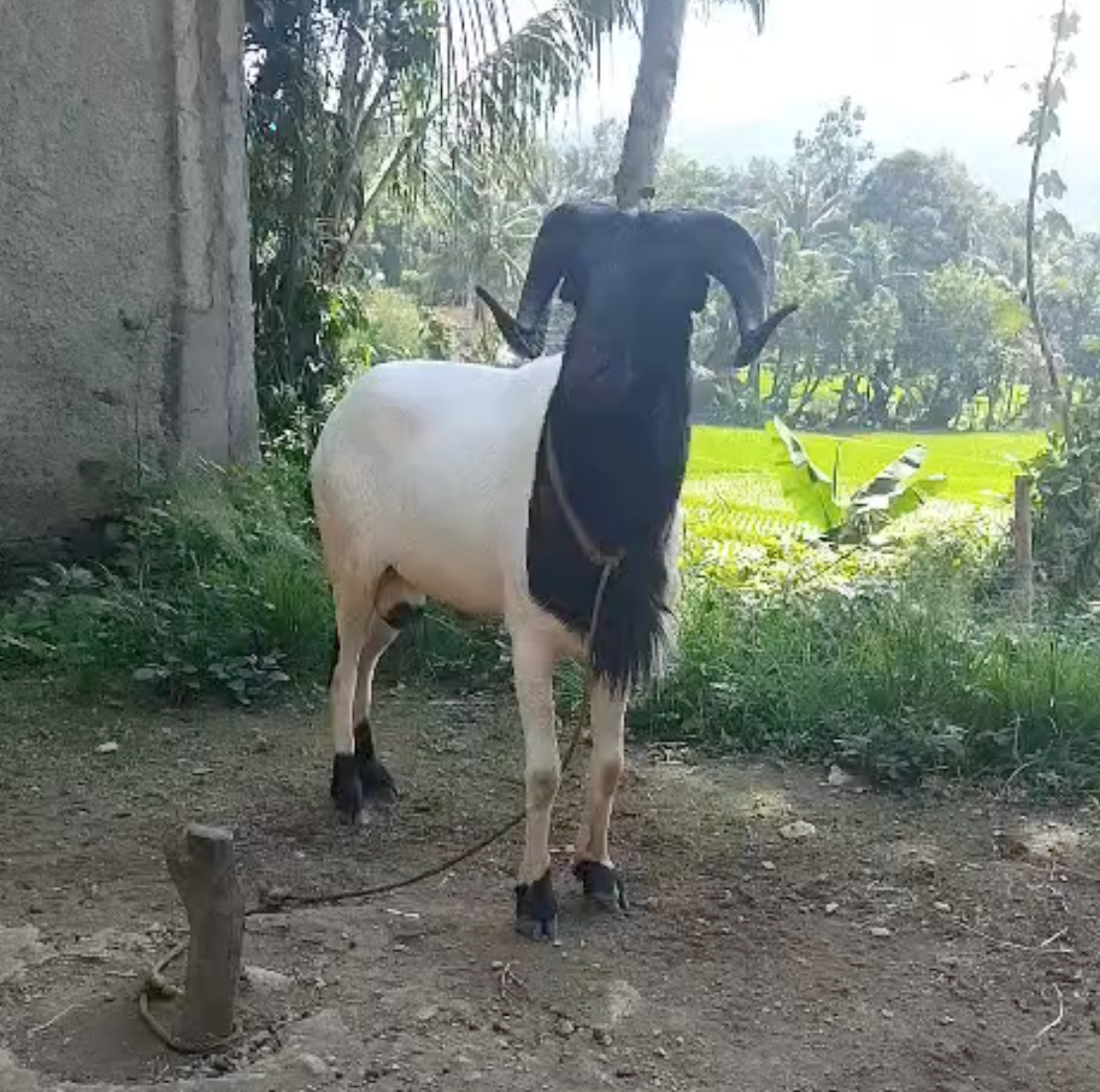Domba TIpe A - 010